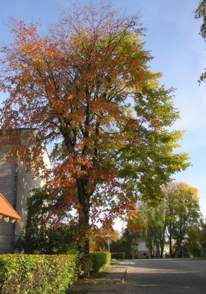Autors: Inese Indzere