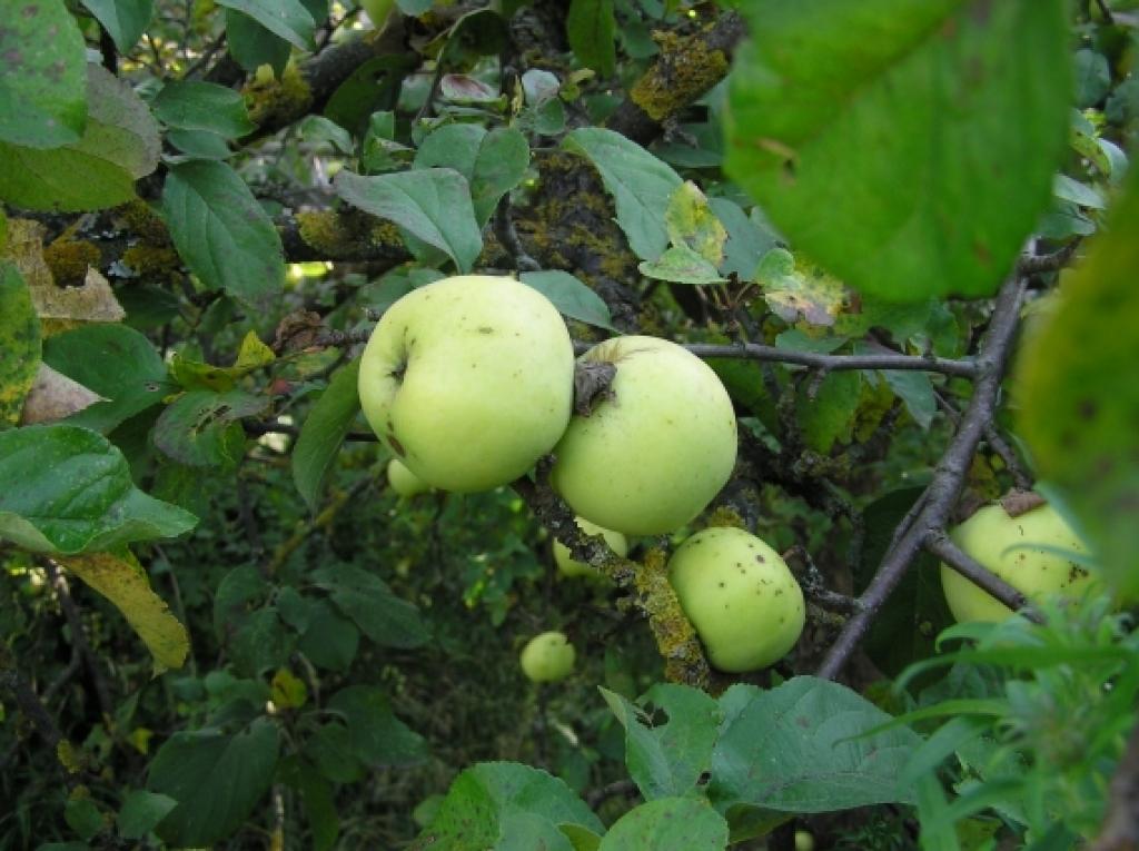Autors: Tamāra Ulase