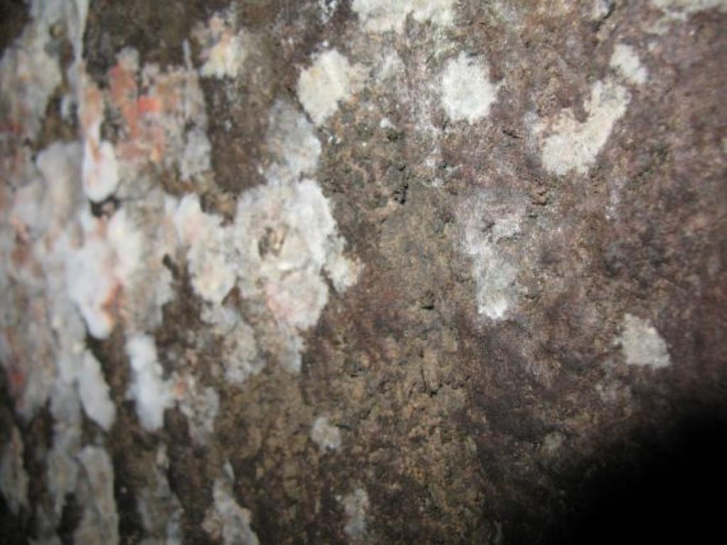 Pelējuma sēne uz vīna pagraba sienām. 
Autors: Pārsla Konrāde