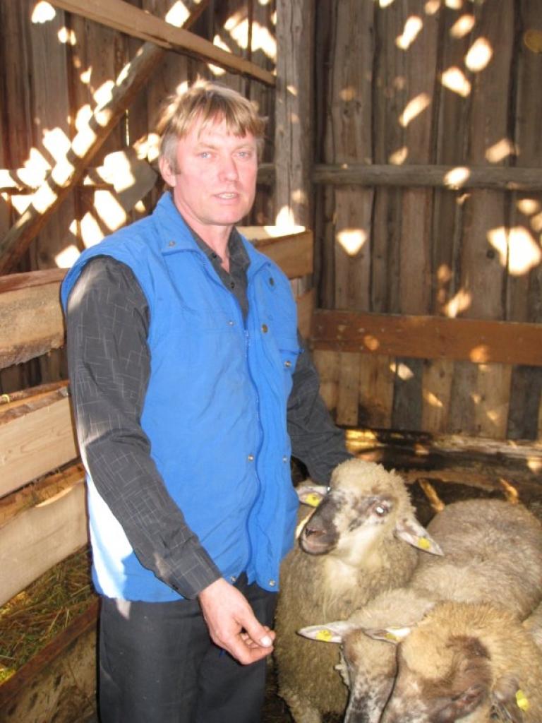 Līgo pagasta zemnieks Zigurds Laurs trīs gadus bez sekmēm bija centies notvert klaiņojošos suņus, kas saplosījuši 31 viņa aitu. Kad beidzot izdevās dabūt rokās divus aitu trenkātājus, aitkopis nešauboties nožņaudza divus prāvus suņus, lai tikai pieliktu punktu aitu mocībām.
Autors: Diāna Odumiņa