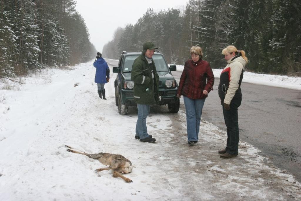 Autovadītājiem ir jāatceras, ka, notriecot meža zvēru, ir jāziņo Valsts meža dienesta pārstāvjiem.
Autors: Gatis Bogdanovs