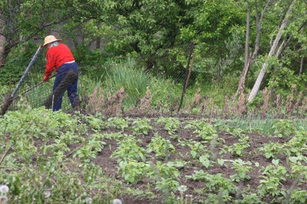 Arvien vairāk cilvēku rosās savos dārzos, lai izaudzētu dārzeņus iztikai, tomēr ir arī tādi, kas gaida palīdzību tikai no pašvaldības.
Autors: Gatis Bogdanovs