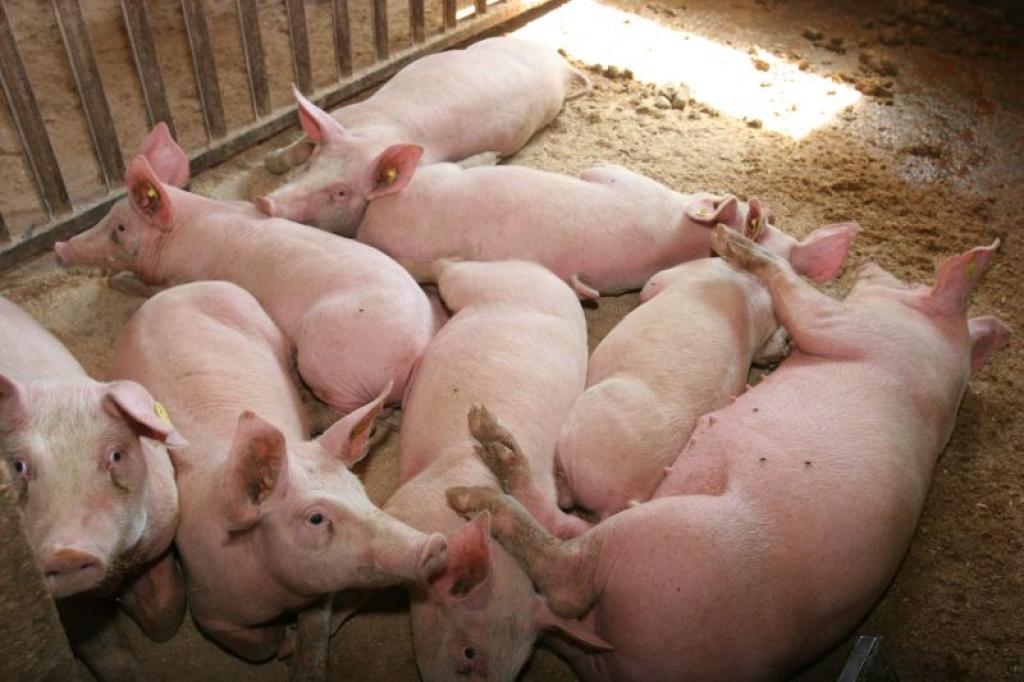 Cilvēki arvien vairāk iegādājas sivēnus, lai tos pavasaru audzētu un ziemā būtu gaļa pašpatēriņam. Uz to mudina ne tikai jau apnikusī importētā gaļa, bet arī ekonomiskā situācija.
Autors: Gatis Bogdanovs