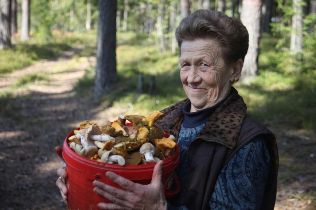 ”Dziļi brikšņos pēc sēnēm nelienu, jo esmu novērojusi, ka šogad tās aug tur, kur ir sūnekļi. Līdz šim nepazinu čigānenes un tās nelasīju, bet tagad lasu arī šīs sēnes. Cilvēki stāsta, ka tās esot ļoti garšīgas,” saka gulbeniete Jevgēņija Petrova, kuras spainī ir liela ēdamo sēņu dažādība. 
Autors: Gatis Bogdanovs
