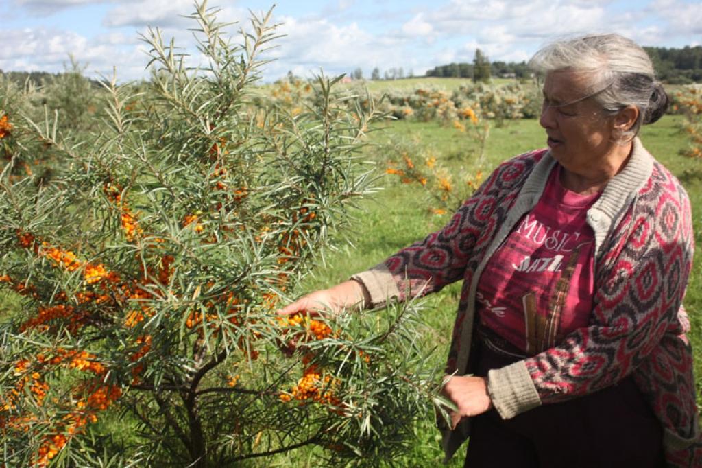 “Smiltsērkšķi īpašu kopšanu neprasa, bet ar ogu lasīšanu gan jāiemanās, jo traucē asie dzelkšņi. Tomēr veselības labā visu var paciest,” saka “Poriešu” saimniece Līvija Gailuma. 
Autors: Gatis Bogdanovs