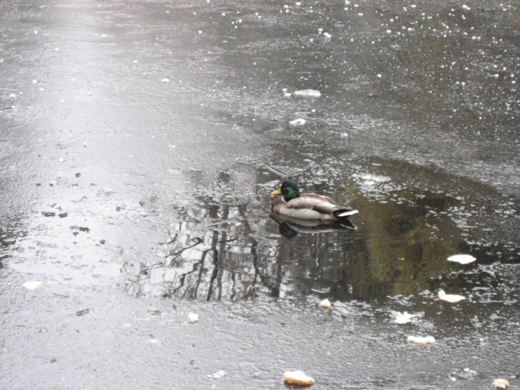 Gulbenē, Spārītes parkā, aizsalušā dīķī mazā vaļēja ūdens pleķītī mitinās viens pats pīļtēviņš. Iedzīvotāji ir satraukti par to, ka savvaļas putns palicis viens un nav kopā ar pārējiem aizlidojis uz siltajām zemēm. 
Autors: Diāna Odumiņa