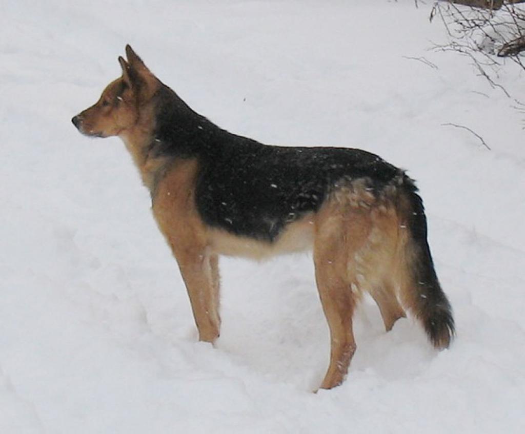 Diks ir sešus gadus vecs, gudrs, labestīgs un uzticams suns, kas līdz šim netika turēts piesiets, jo viņš neklaiņo projām no mājām. Viņam un gadu vecajam runcim Murzikam vairs nesagaidīt mājās savu saimnieku. Vai atradīsies cits labs cilvēks, kas uzņemsies rūpes par abiem dzīvniekiem?
Autors: No personiskā albuma