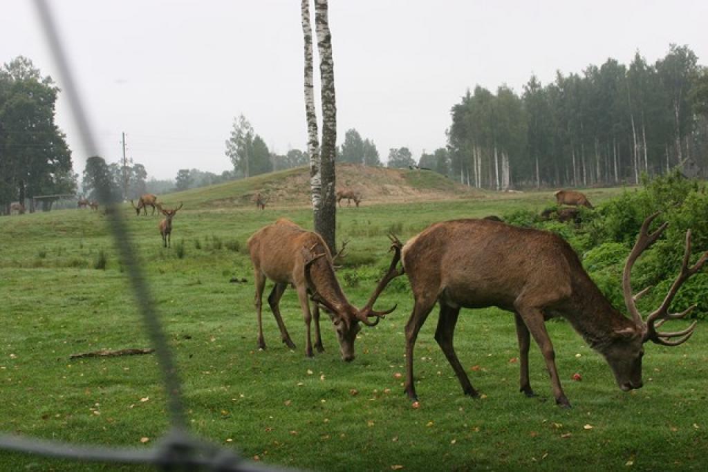 Autors: Pārsla Konrāde