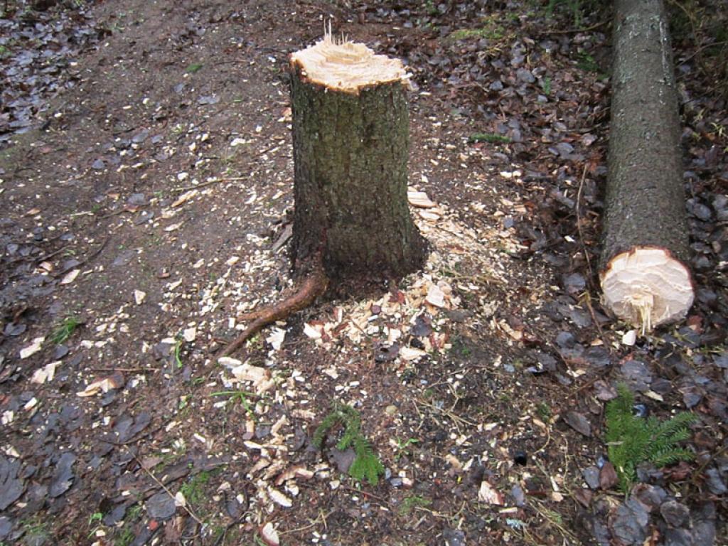 Interesants skats Spārītes parkā paveras aiz Brāļu kapiem. Kāds ir palīdzējis stiprajam vējam nogāzt resnu egli. Labi ka vēl neuzgāzās pieminekļiem!