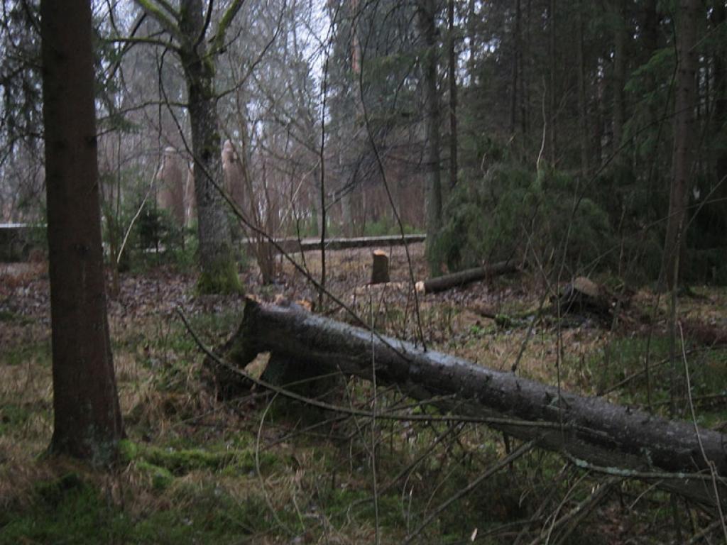 Interesants skats Spārītes parkā paveras aiz Brāļu kapiem. Kāds ir palīdzējis stiprajam vējam nogāzt resnu egli. Labi ka vēl neuzgāzās pieminekļiem!