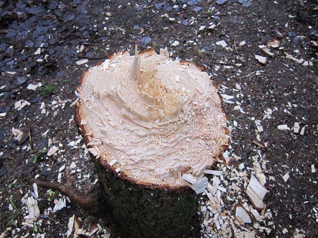 Interesants skats Spārītes parkā paveras aiz Brāļu kapiem. Kāds ir palīdzējis stiprajam vējam nogāzt resnu egli. Labi ka vēl neuzgāzās pieminekļiem!
