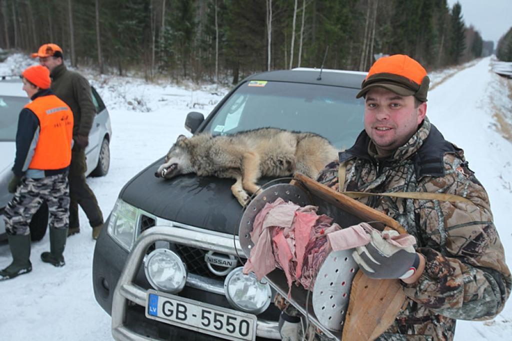 Pagājušās nedēļas nogalē mednieku kluba “Ievugrava” medību platībās tika nomedīts liels vilks. Kluba vadītājs Raivis Kundrats stāsta, ka šoreiz veiksme uzsmaidījusi viesmedniekam Aivaram Krastiņam no Rīgas, kurš todien bija devies medībās...