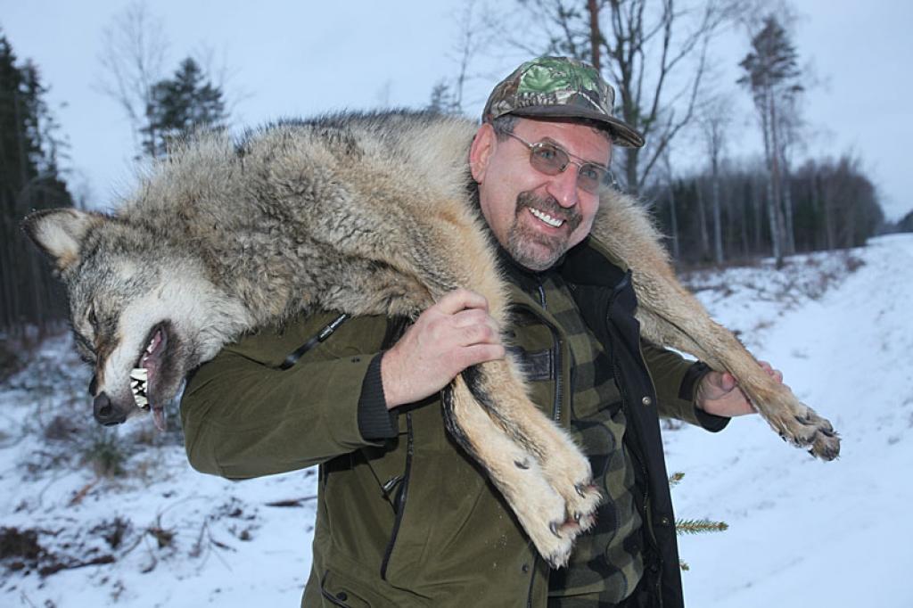 Pagājušās nedēļas nogalē mednieku kluba “Ievugrava” medību platībās tika nomedīts liels vilks. Kluba vadītājs Raivis Kundrats stāsta, ka šoreiz veiksme uzsmaidījusi viesmedniekam Aivaram Krastiņam no Rīgas, kurš todien bija devies medībās...