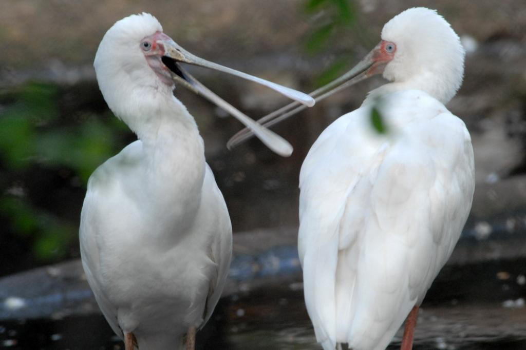 Karosknābji.
Autors: No Zooloģiskā dārza arhīva