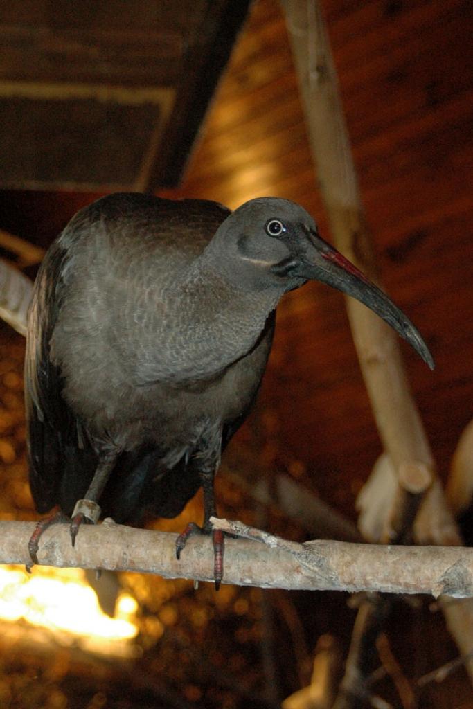 Hadadalbiss.
Autors: No Zooloģiskā dārza arhīva