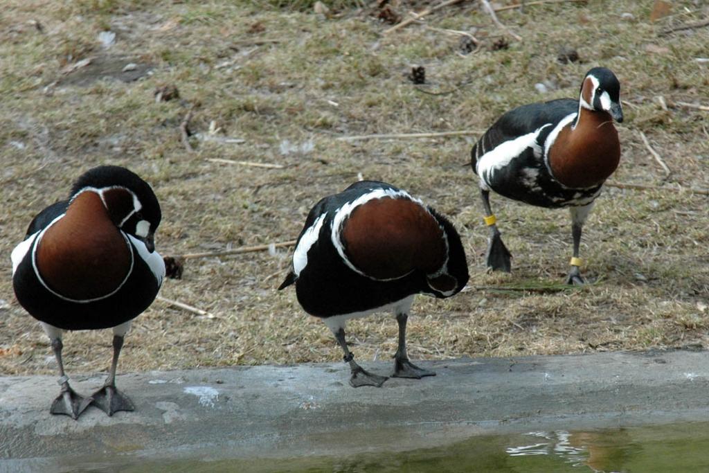 Sarkankakla zoss.
Autors: No Zooloģiskā dārza arhīva