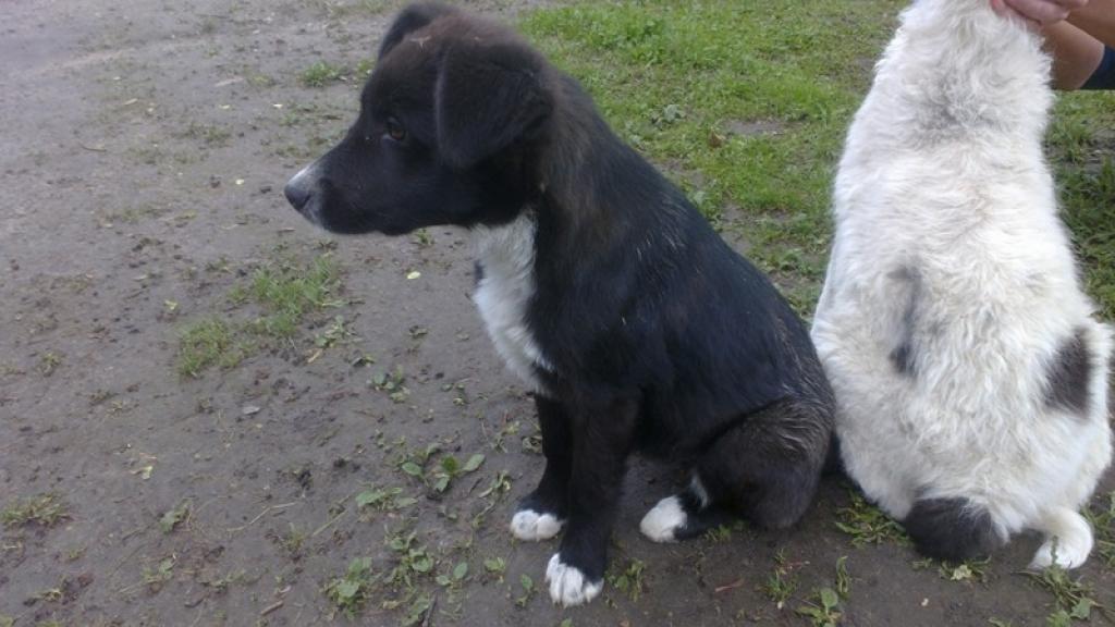 Ļoti mīlīgi sunīši. Līdz šim tie jutuši pret sevi tikai labu attieksmi un cer, ka katrs tikt pie tikpat sirsnīga sava jaunā saimnieka.  