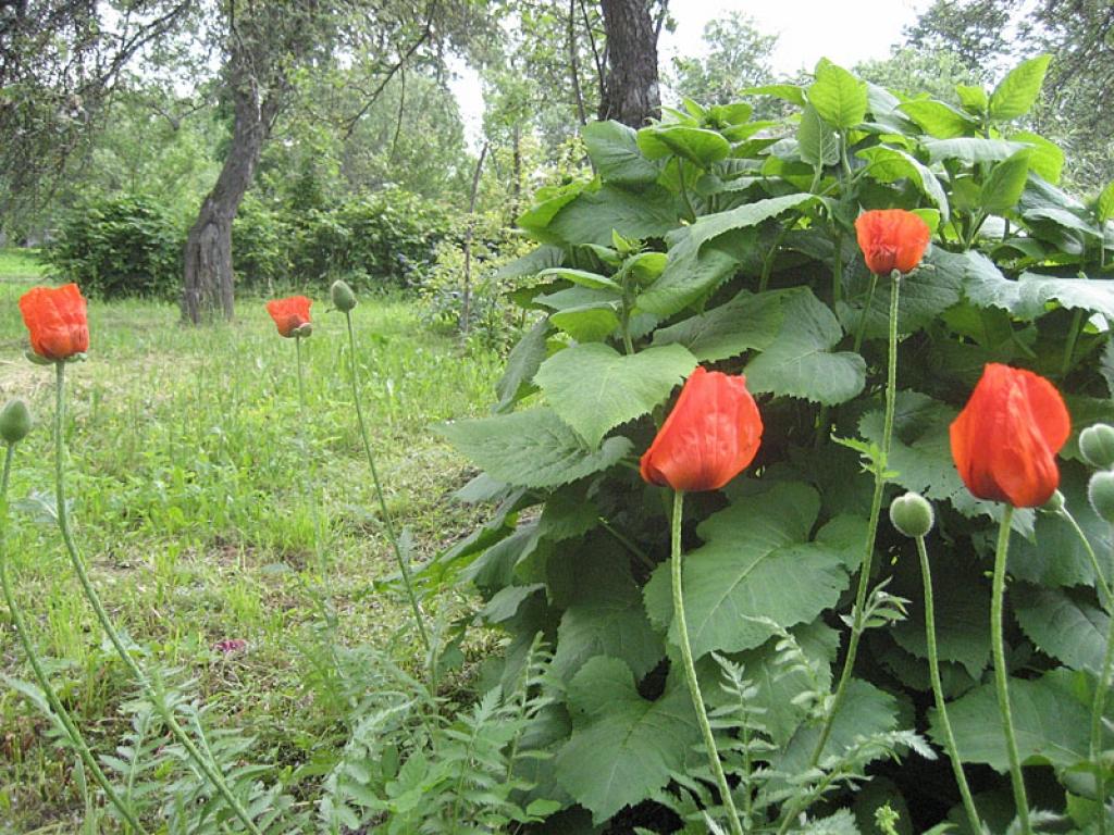 Autors: Diāna Odumiņa