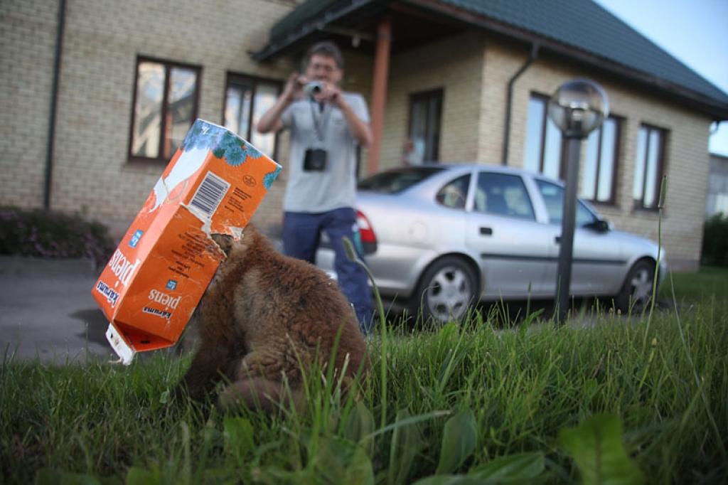 Lapsēns gribēja padzerties pienu “Kārums”, taču galva iesprūda pakā. Mazulim tikt laukā no ķibeles palīdz “Latvenergo” darbinieks Viktors Šņitkins. 
Autors: Gatis Bogdanovs 