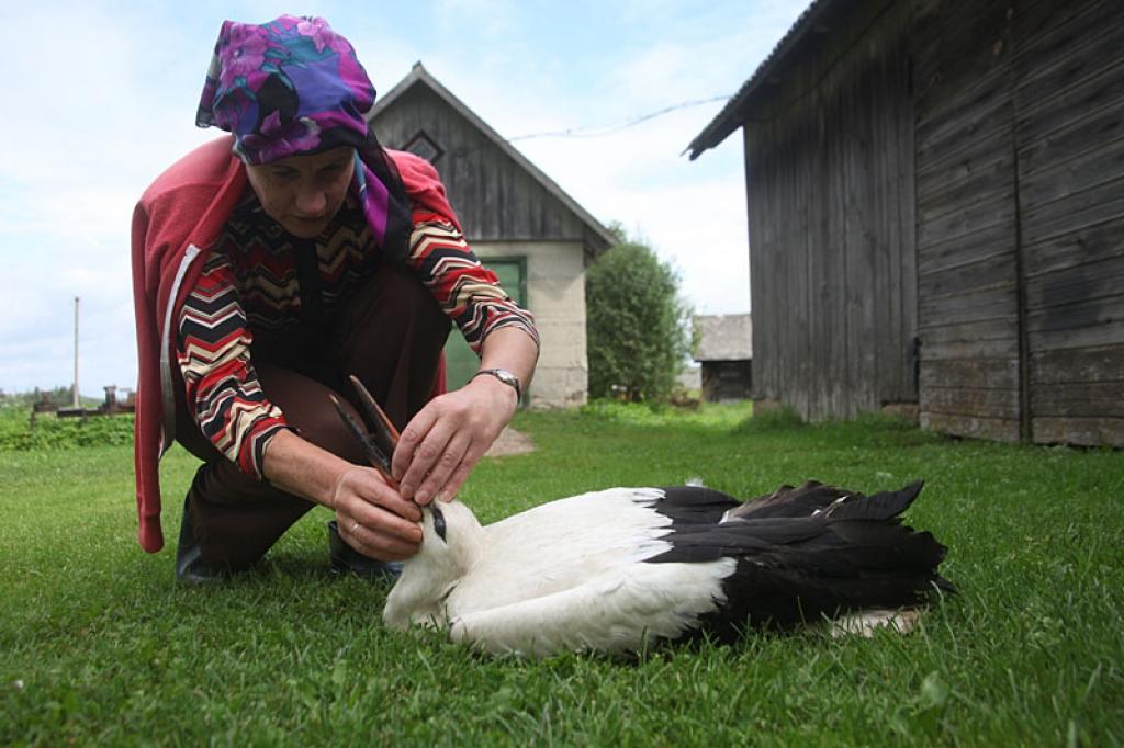 Beļaviete Rudīte Kappa ir ļoti žēlsirdīga un iejūtīga. Viņai tik ļoti sāp sirds par stārķi, kuru pagājušās nedēļas nogalē savainojusi kāda garām braucoša mašīna. Pašlaik viņa rūpējas pati par putnu, bet nezina, kā rīkoties tālāk, tāpēc lūdz palīdzību.
Autors: Gatis Bogdanovs