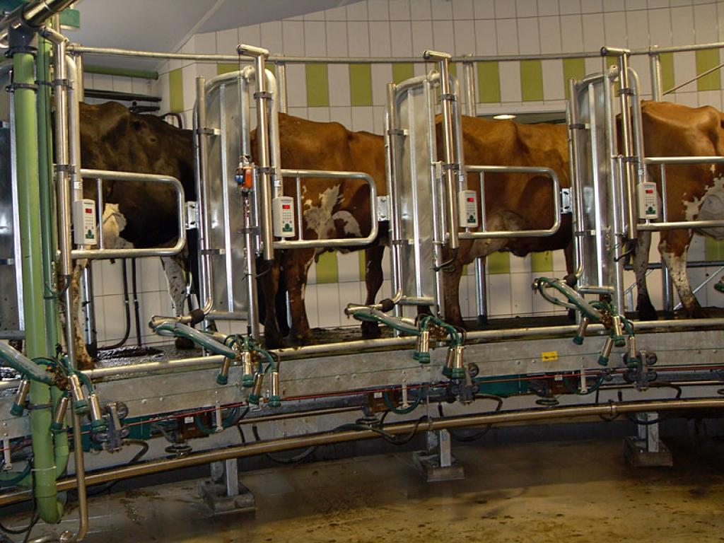 “Pie slaukšanas karuseļa biedējošākais bija iekšā tikšana, bet pats process jau pamatā nemainās. Vienīgi atšķiras ar to, ka gotiņas tiek vizinātas uz riņķi,” saka slaucēja Džuljeta Lizinska. 
Autors: No personiskā arhīva 