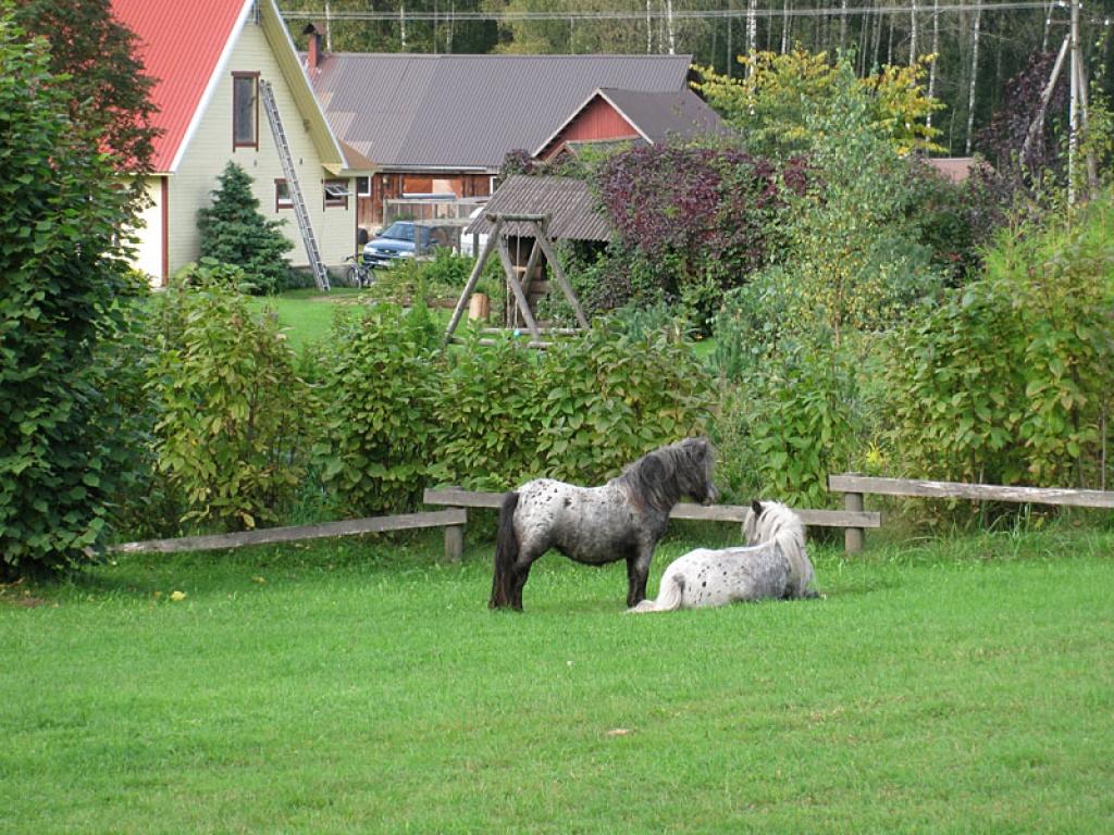 Setomā karalistē Igaunijā 

Gar pašu Krievijas robežu Igaunijā stiepjas Setomā – zeme, kur dzīvo seti. Setu tautai ir ne tikai sava valoda, bet arī savs karogs, himna un karaliene. Setu tautasdziesmā lēlo dziedātājs improvizē vārdus, kurus...