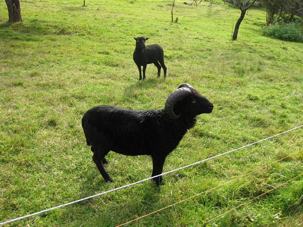 Setomā karalistē Igaunijā 

Gar pašu Krievijas robežu Igaunijā stiepjas Setomā – zeme, kur dzīvo seti. Setu tautai ir ne tikai sava valoda, bet arī savs karogs, himna un karaliene. Setu tautasdziesmā lēlo dziedātājs improvizē vārdus, kurus...