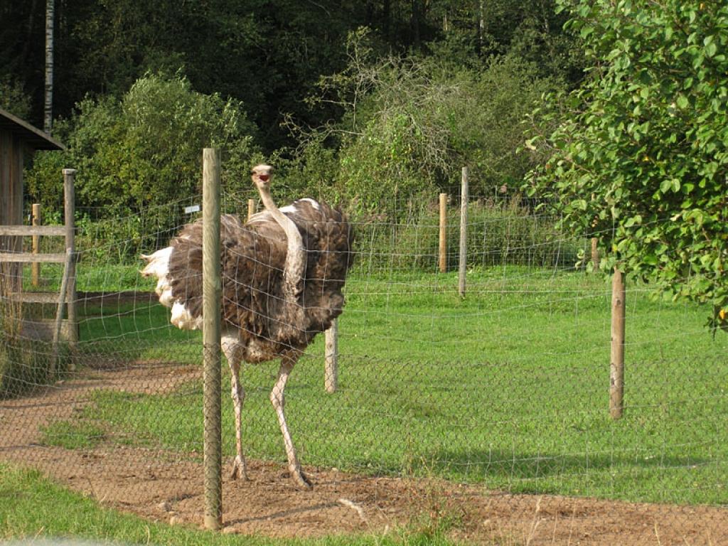 Setomā karalistē Igaunijā 

Gar pašu Krievijas robežu Igaunijā stiepjas Setomā – zeme, kur dzīvo seti. Setu tautai ir ne tikai sava valoda, bet arī savs karogs, himna un karaliene. Setu tautasdziesmā lēlo dziedātājs improvizē vārdus, kurus...