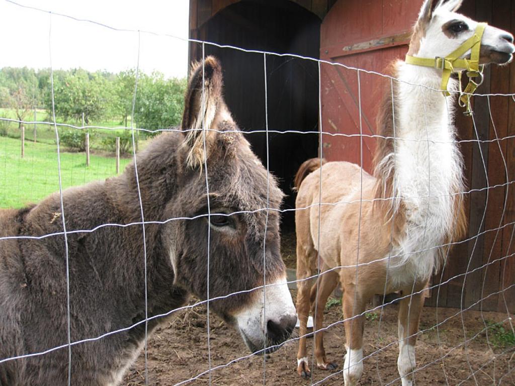 Setomā karalistē Igaunijā 

Gar pašu Krievijas robežu Igaunijā stiepjas Setomā – zeme, kur dzīvo seti. Setu tautai ir ne tikai sava valoda, bet arī savs karogs, himna un karaliene. Setu tautasdziesmā lēlo dziedātājs improvizē vārdus, kurus...