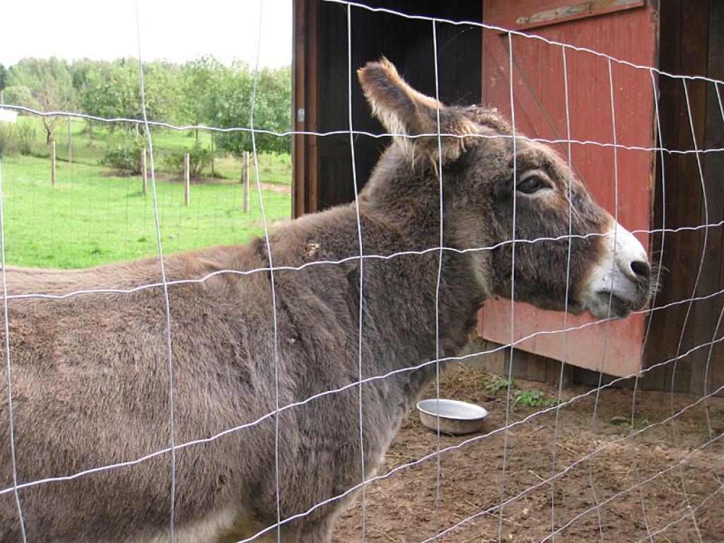 Setomā karalistē Igaunijā 

Gar pašu Krievijas robežu Igaunijā stiepjas Setomā – zeme, kur dzīvo seti. Setu tautai ir ne tikai sava valoda, bet arī savs karogs, himna un karaliene. Setu tautasdziesmā lēlo dziedātājs improvizē vārdus, kurus...