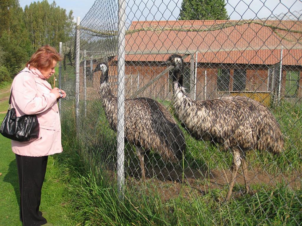 Setomā karalistē Igaunijā 

Gar pašu Krievijas robežu Igaunijā stiepjas Setomā – zeme, kur dzīvo seti. Setu tautai ir ne tikai sava valoda, bet arī savs karogs, himna un karaliene. Setu tautasdziesmā lēlo dziedātājs improvizē vārdus, kurus...
