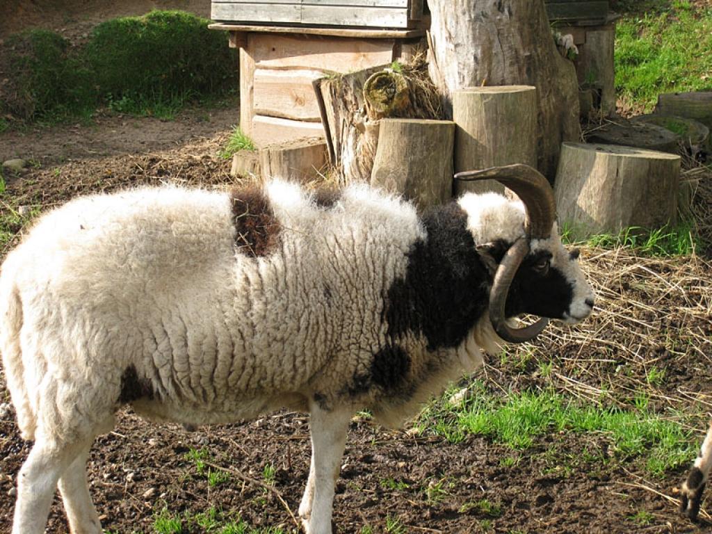 Setomā karalistē Igaunijā 

Gar pašu Krievijas robežu Igaunijā stiepjas Setomā – zeme, kur dzīvo seti. Setu tautai ir ne tikai sava valoda, bet arī savs karogs, himna un karaliene. Setu tautasdziesmā lēlo dziedātājs improvizē vārdus, kurus...