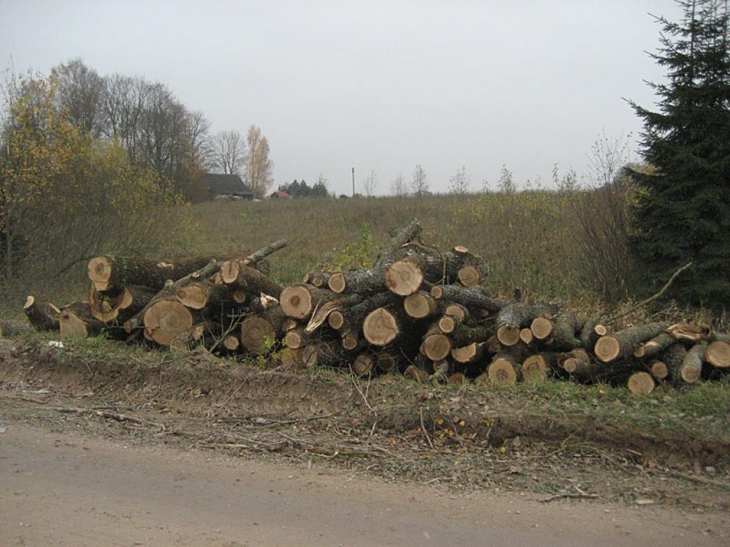Autors: Diāna Odumiņa