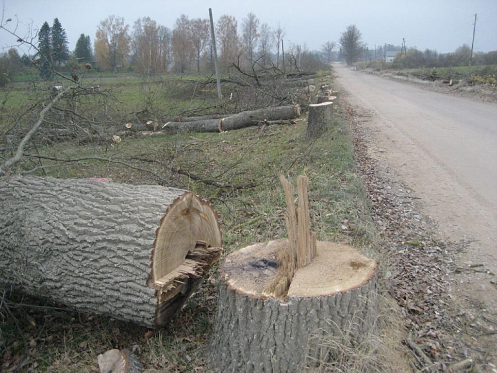 Autors: Diāna Odumiņa