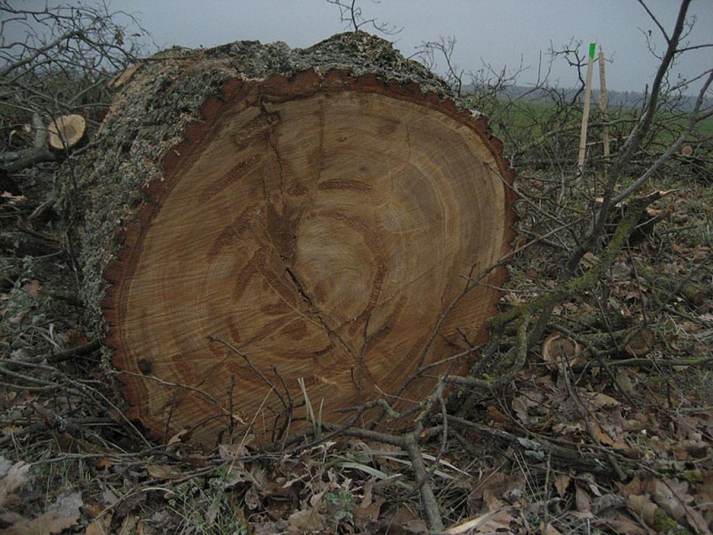 Autors: Diāna Odumiņa