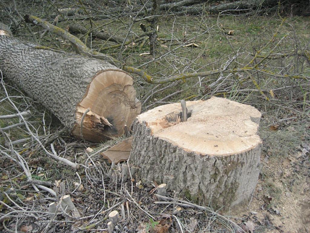 Autors: Diāna Odumiņa
