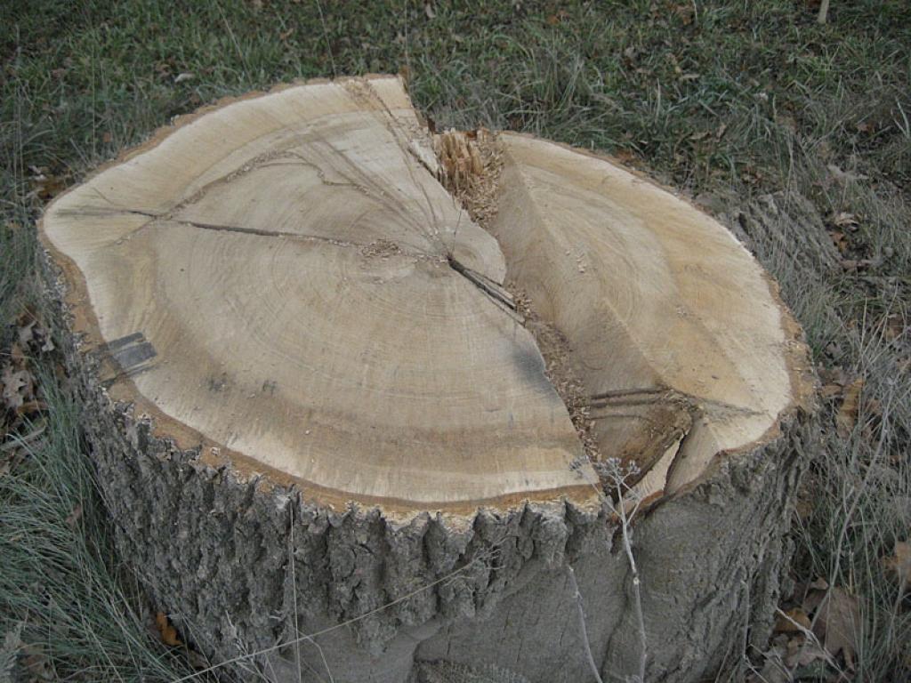 Autors: Diāna Odumiņa