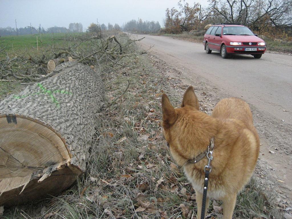 Autors: Diāna Odumiņa