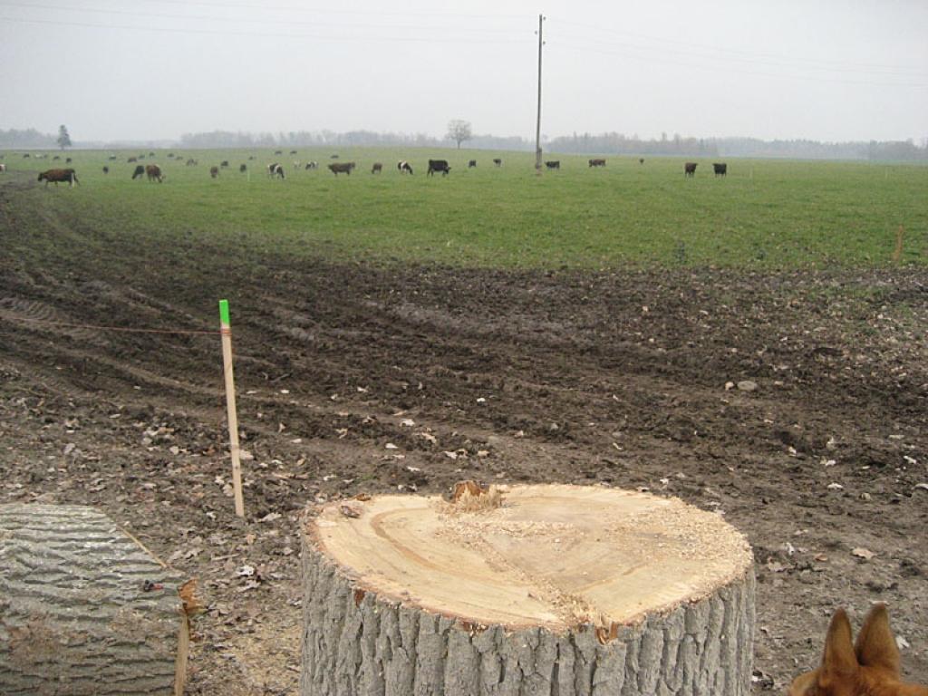 Autors: Diāna Odumiņa