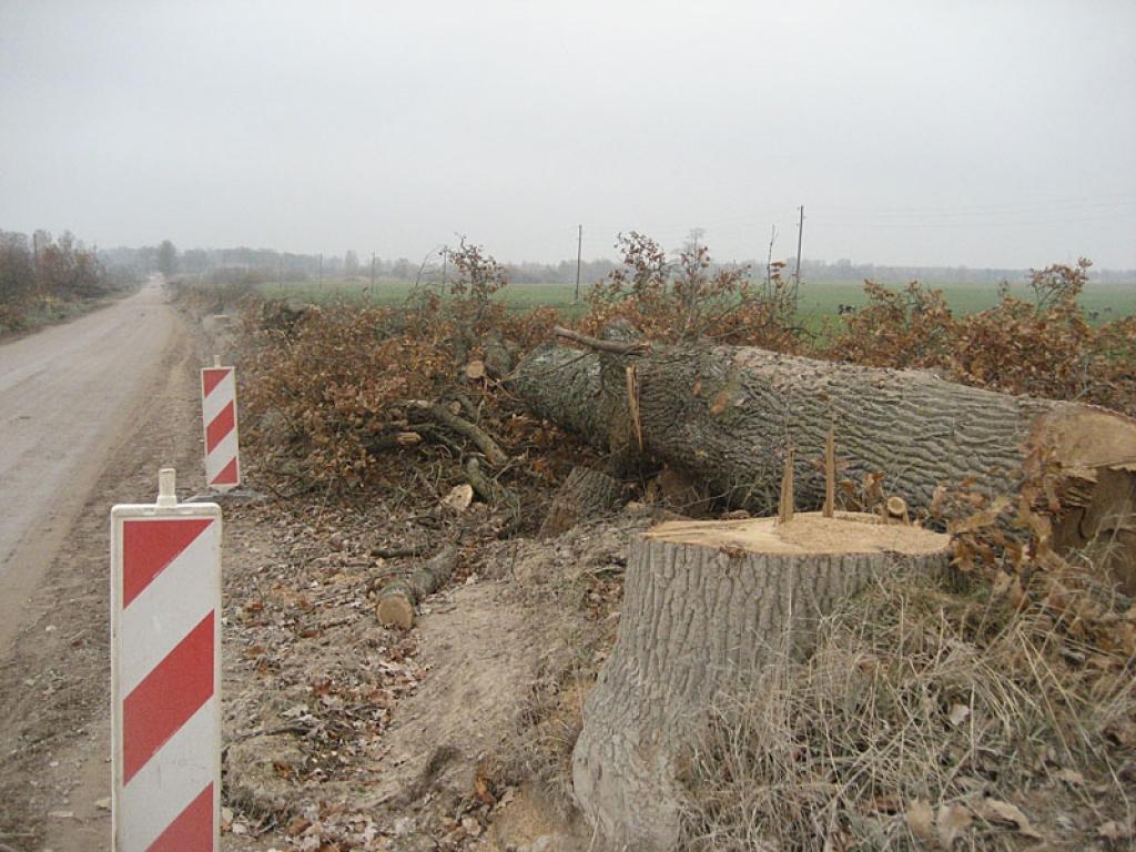 Autors: Diāna Odumiņa
