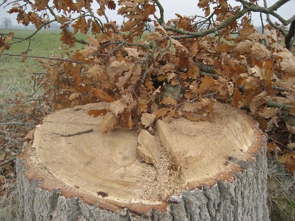 Autors: Diāna Odumiņa