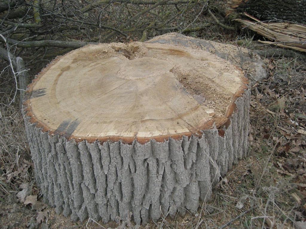 Autors: Diāna Odumiņa