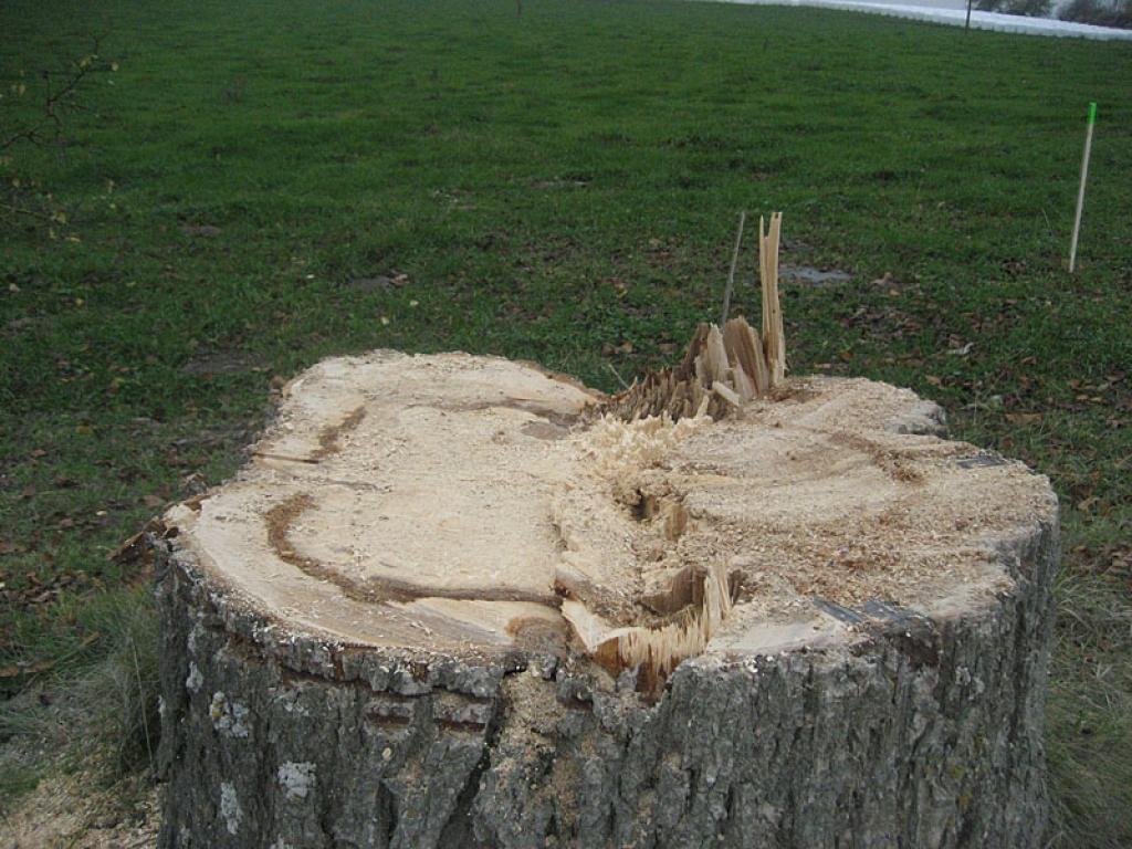Autors: Diāna Odumiņa