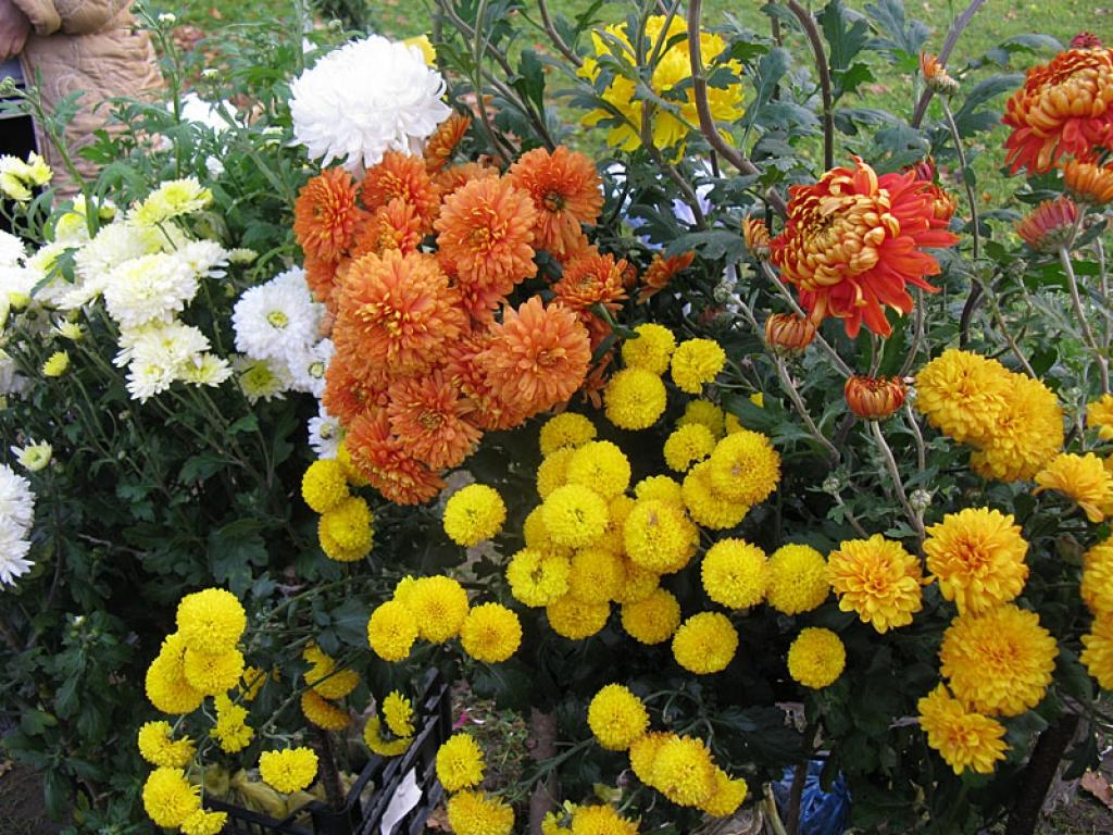 Autors: Pārsla Konrāde