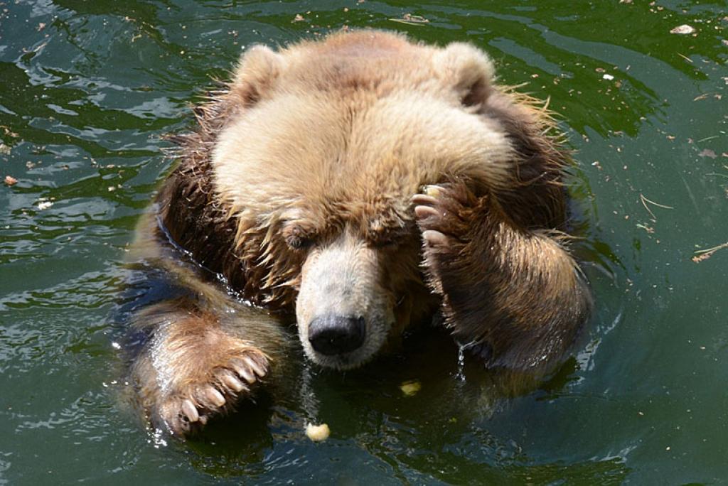 Kadjakas lācis.
Autors: No Zooloģiskā dārza arhīva