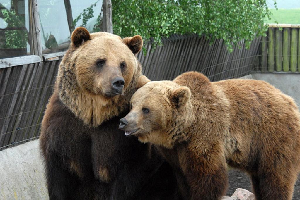 Autors: No Zooloģiskā dārza arhīva