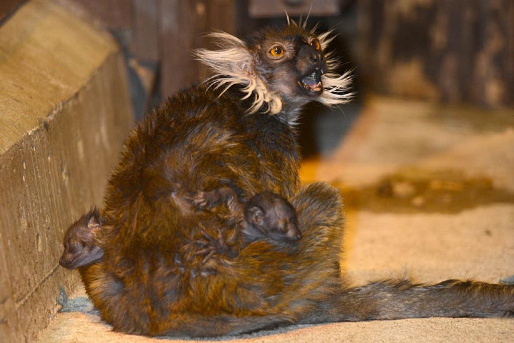 Melnie lemuri.
Autors: No Zooloģiskā dārza arhīva