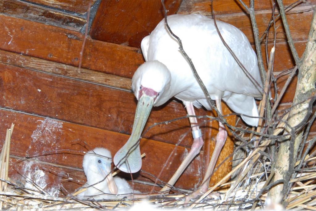 Karosknābji.
Autors: No Zooloģiskā dārza arhīva