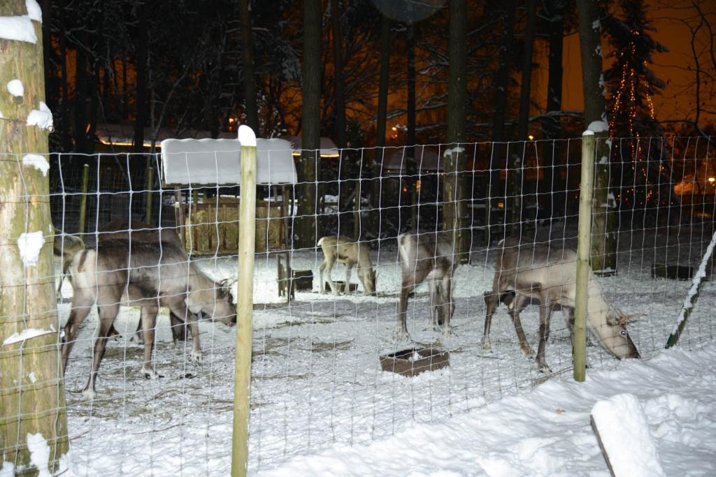 Ziemeļbrieži.
Autors: No Zooloģiskā dārza arhīva