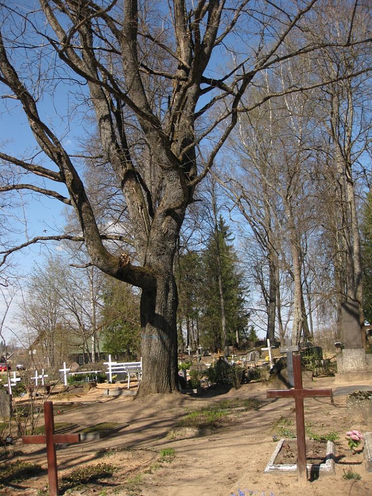 Autors: Diāna Odumiņa
